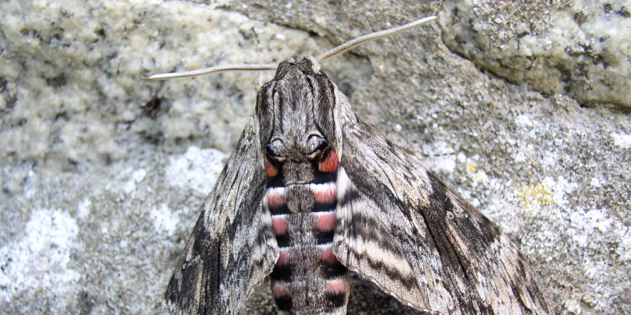 Sphinx du liseron (Agrius convolvuli) © Gilles Bentz / LPO